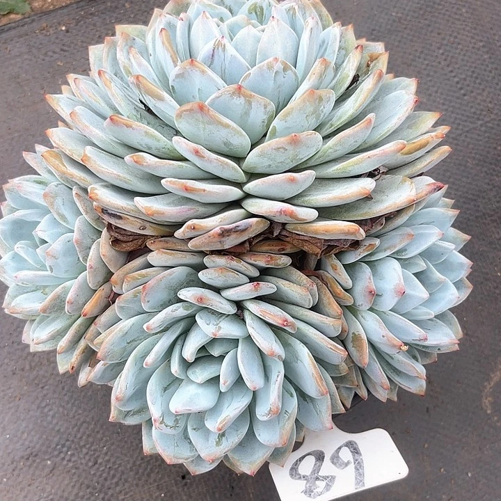 晨语多肉，一物一拍68橙子