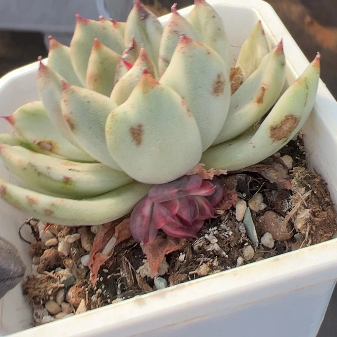 l***e紫卡锦，覆轮锦双头