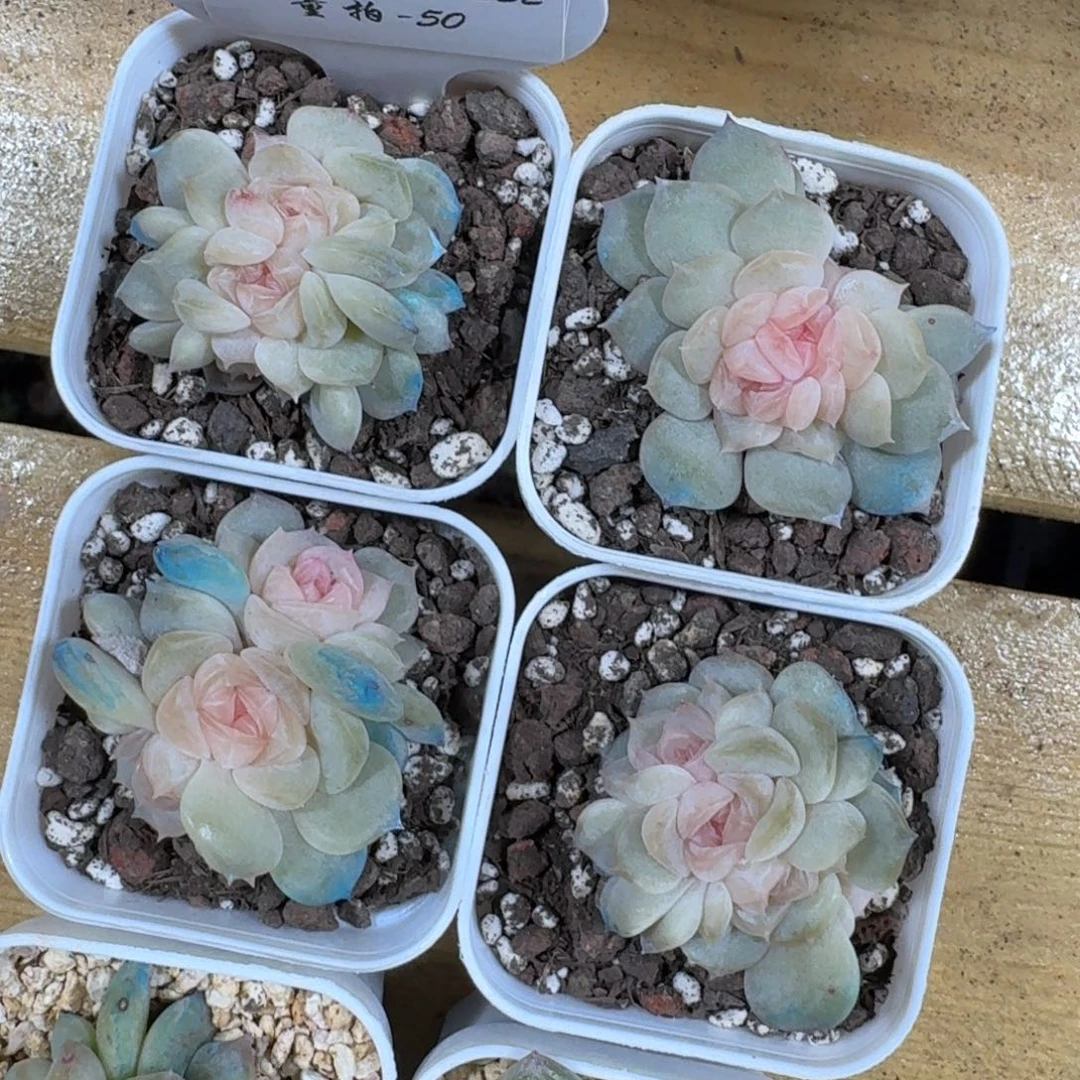 1222-050-抚云群一颗量拍