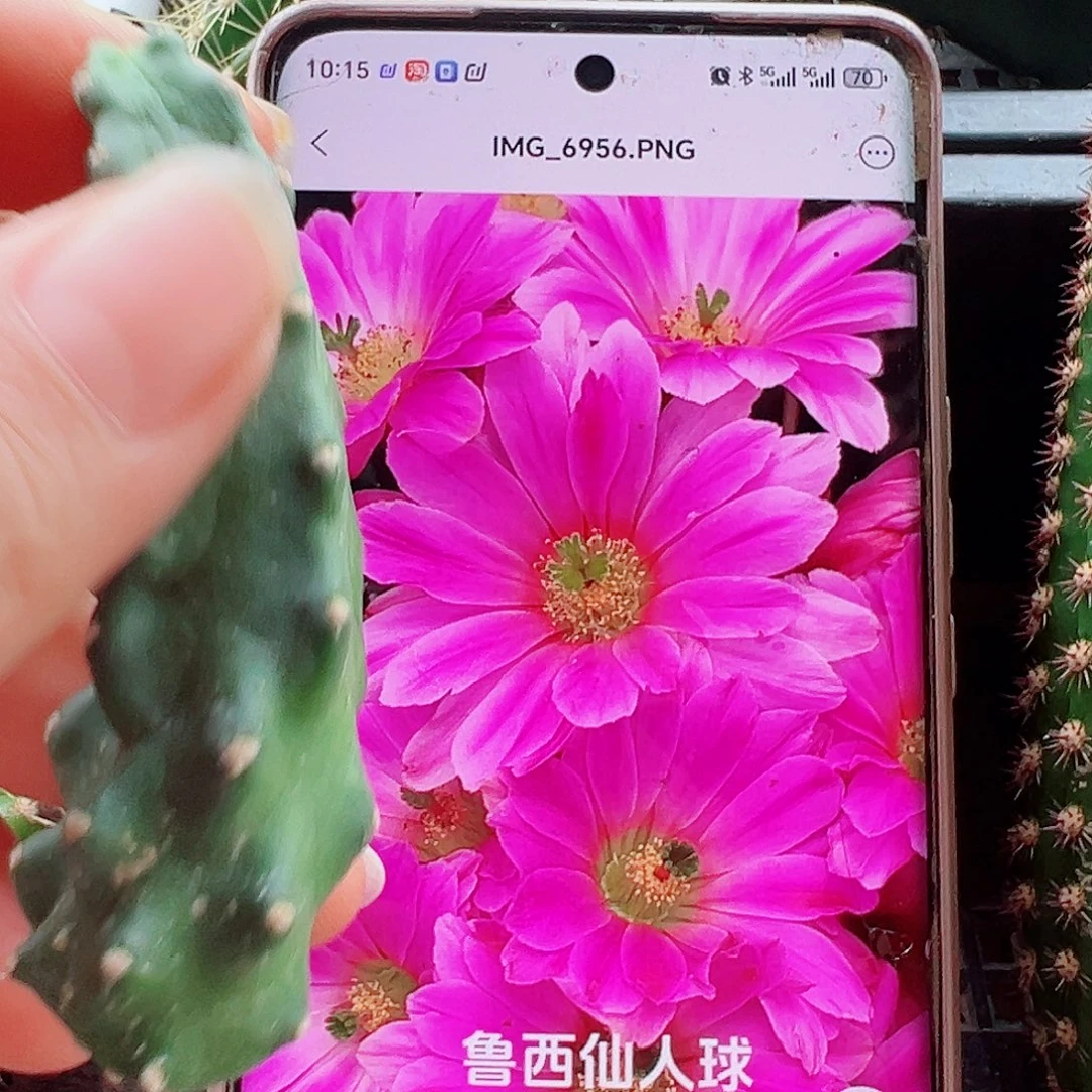 水仙情郎侧芽5颗 20 包邮