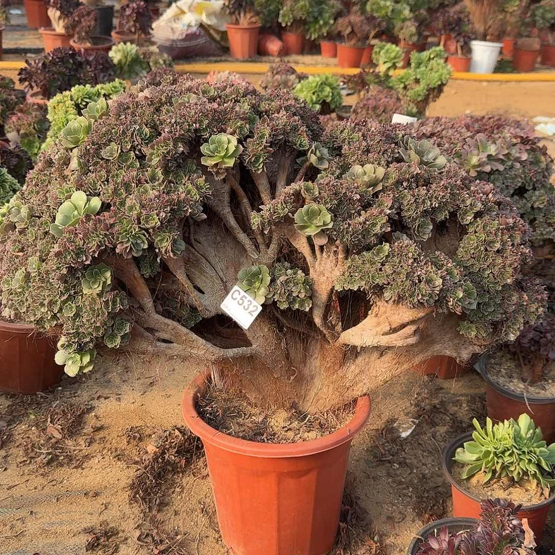 532玫瑰有伤72冠服