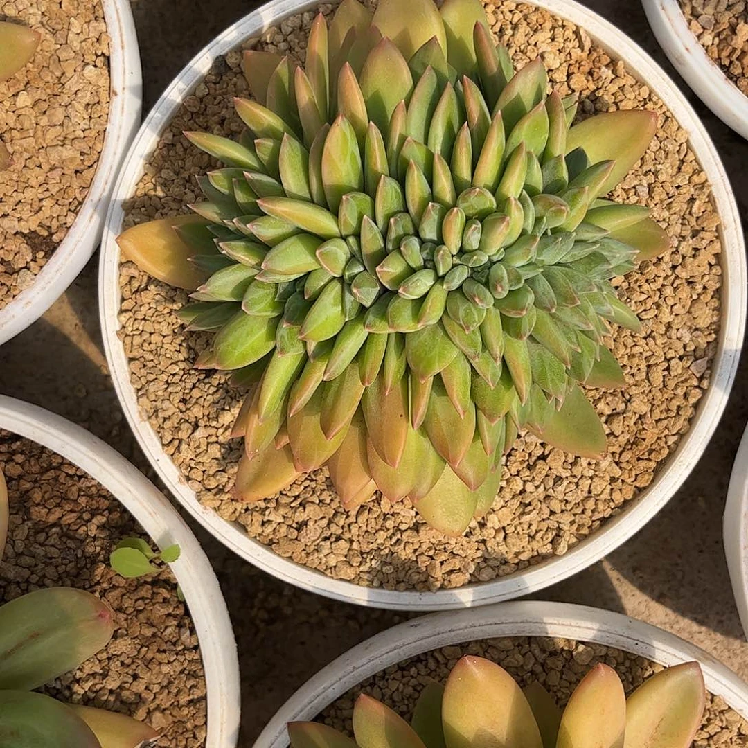 超****王寄养链接的肉肉的肉肉