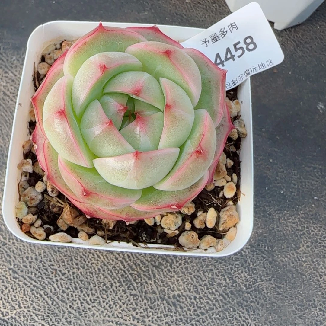 碧海珍妮，4458多肉植物