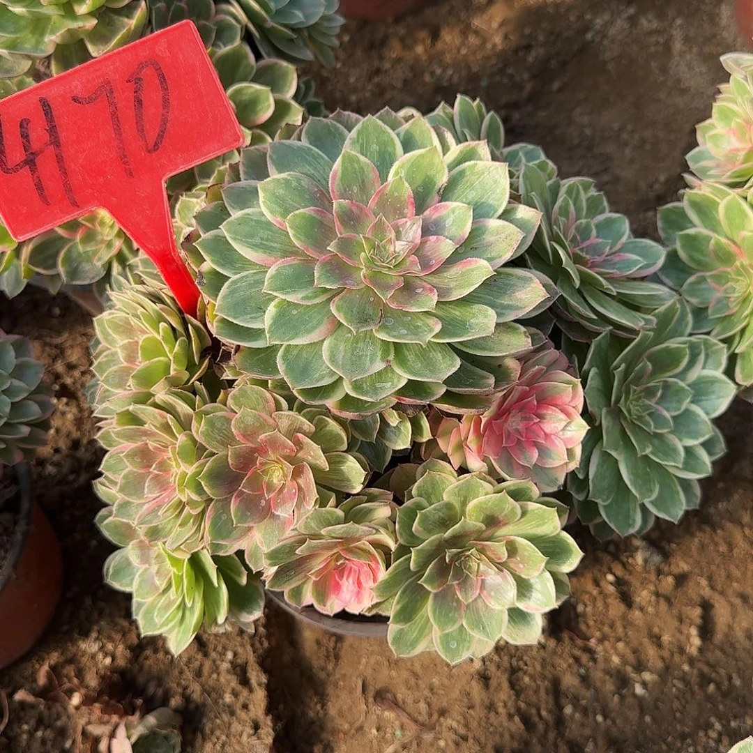 俊***苗4170莲花座多肉法师