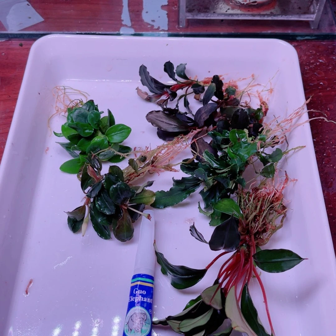 美小呆精品水草一份