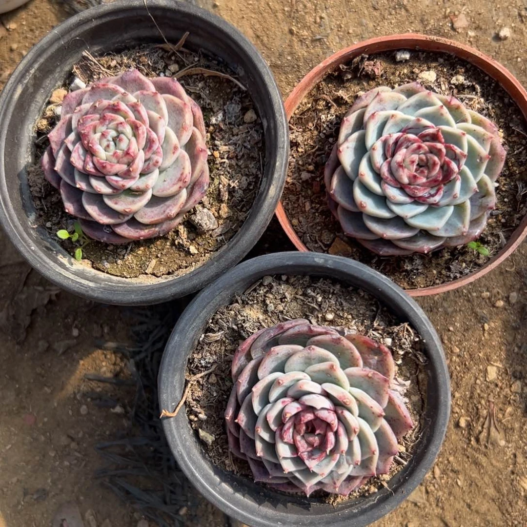 多肉植物多肉植物