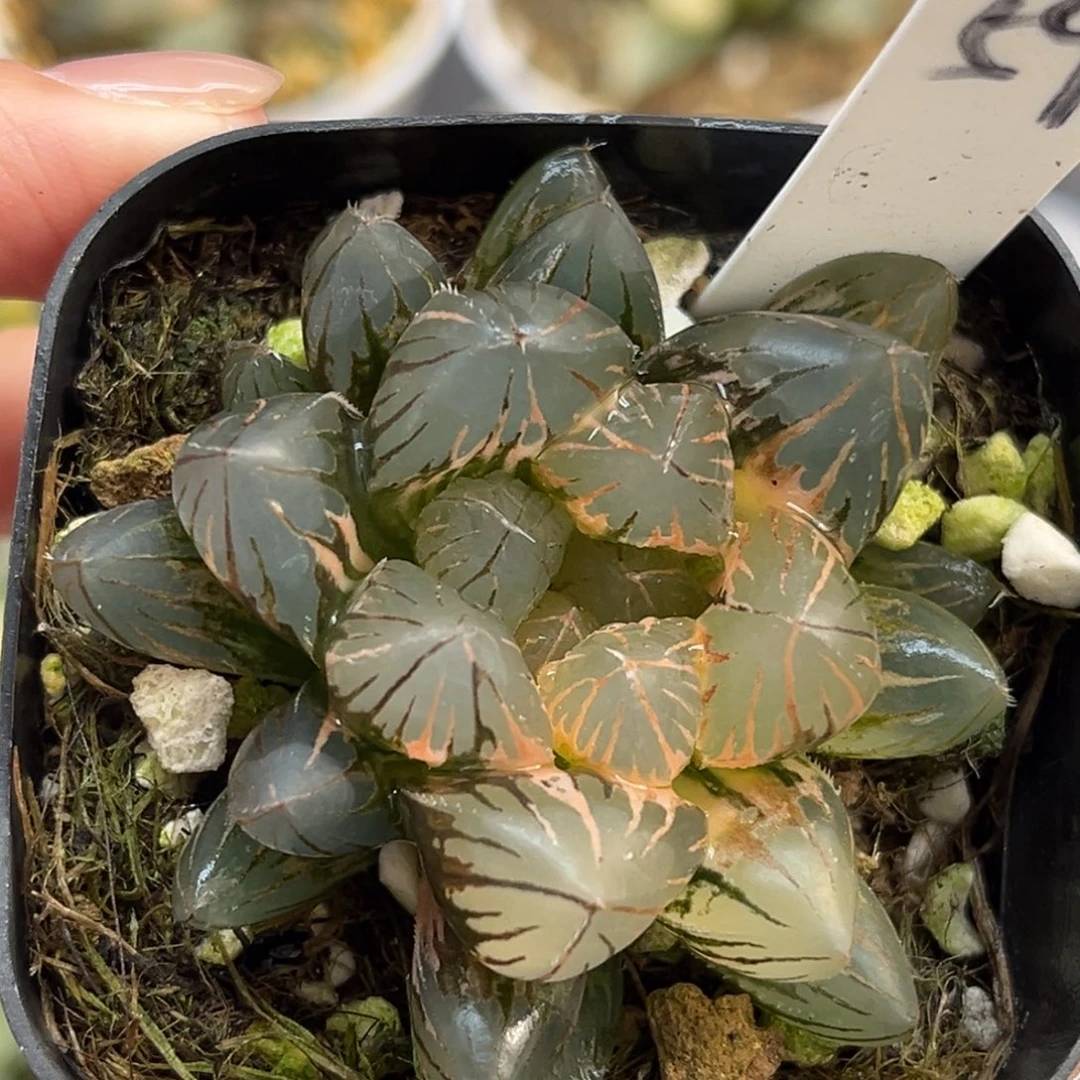 59龙爪玉露锦福利专场