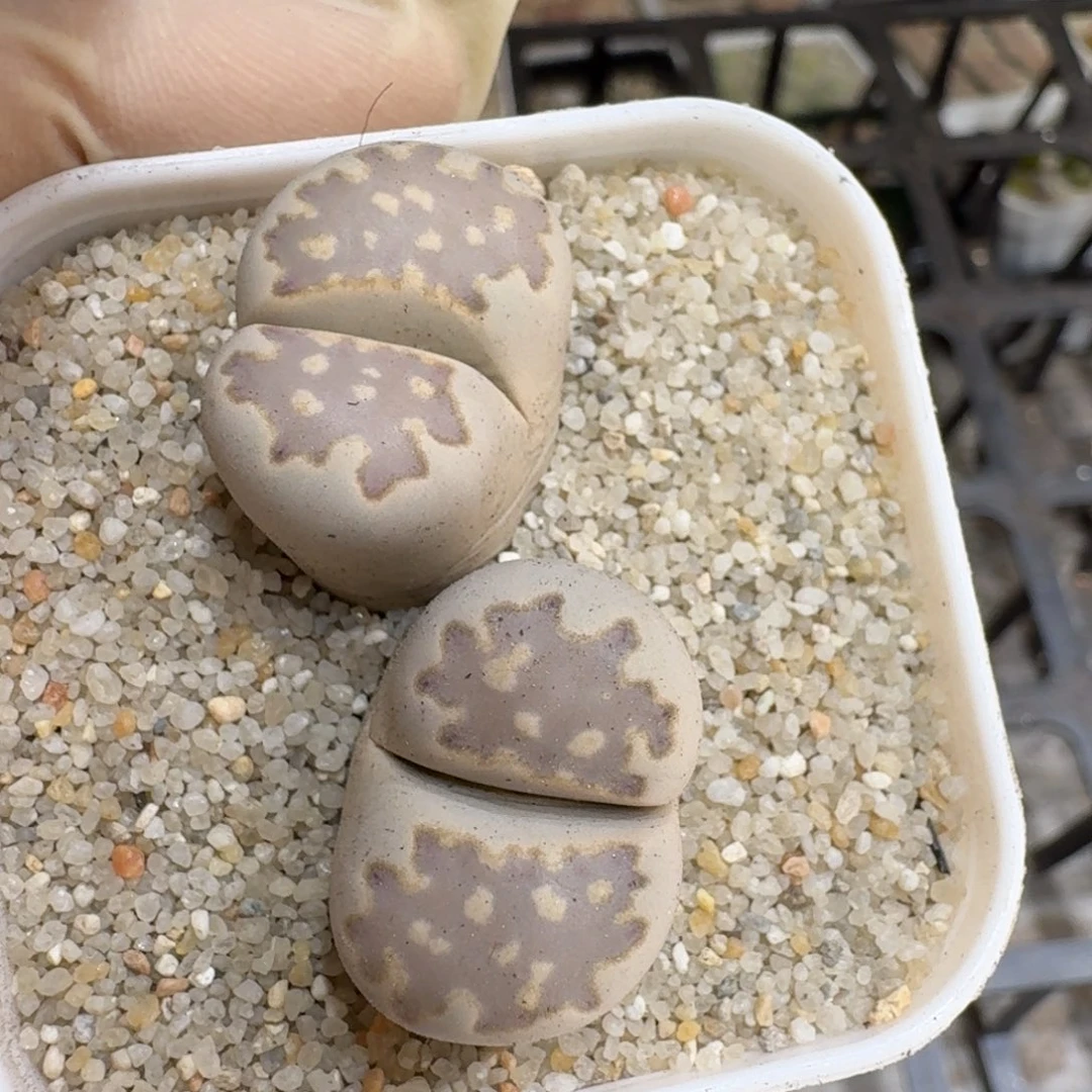 g***l0721-70生石花花花花