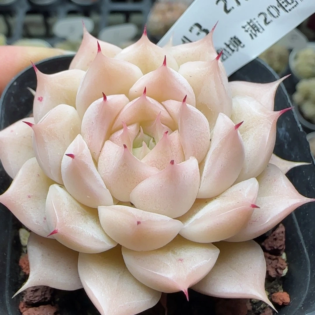 花语逸境0222-643