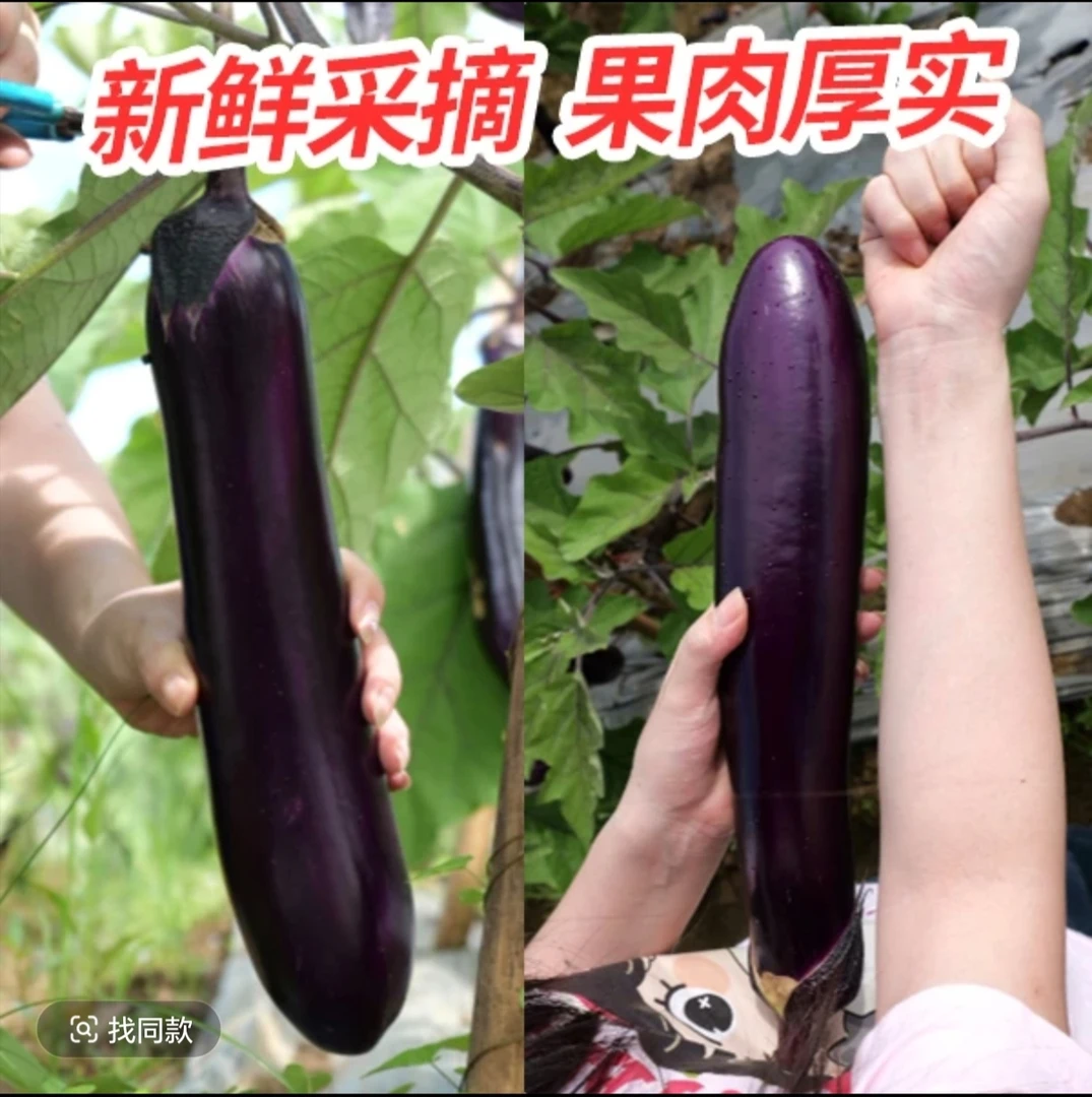 攸县本地露天糯长茄子