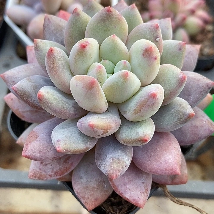 多肉额半夏808多肉植物