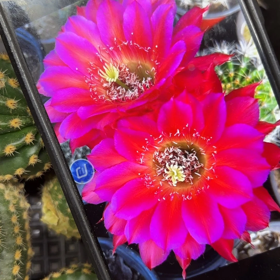 宝莲灯彩侧牙20包邮仙人球42