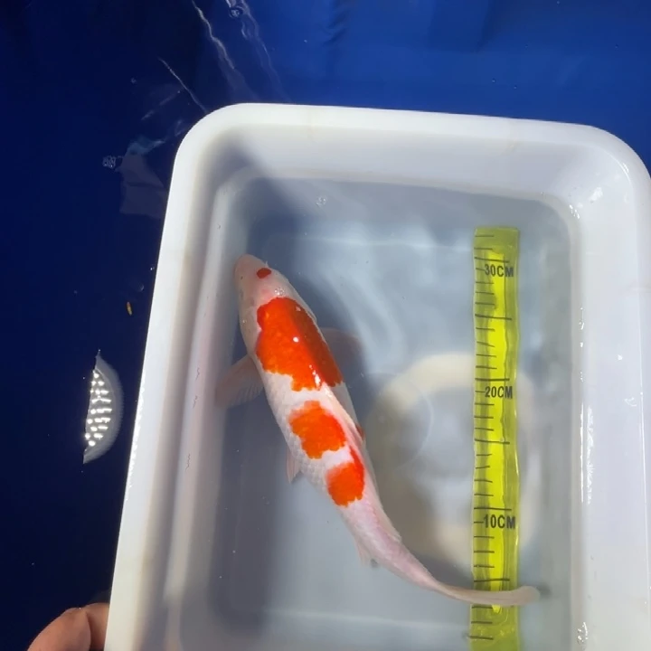 锦鲤锦鲤红白一条