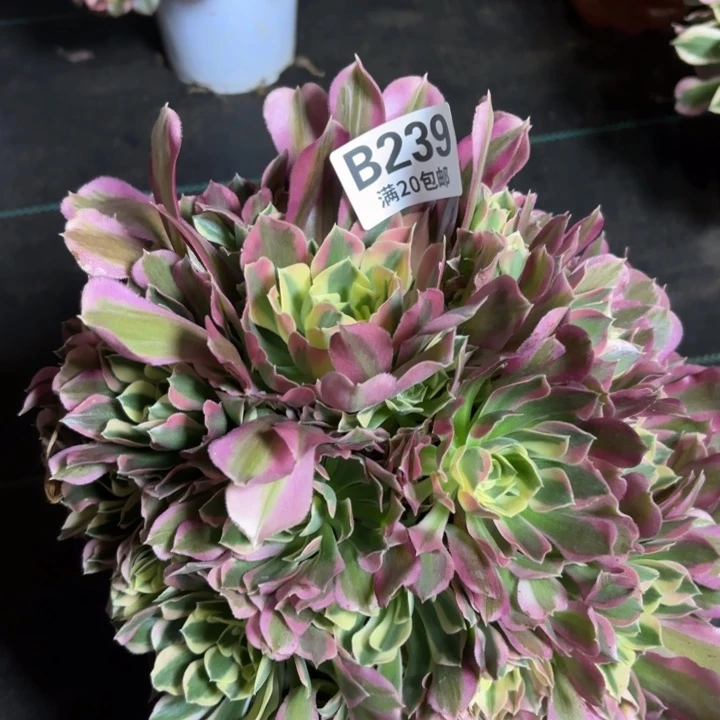 瑞妈一物一拍239