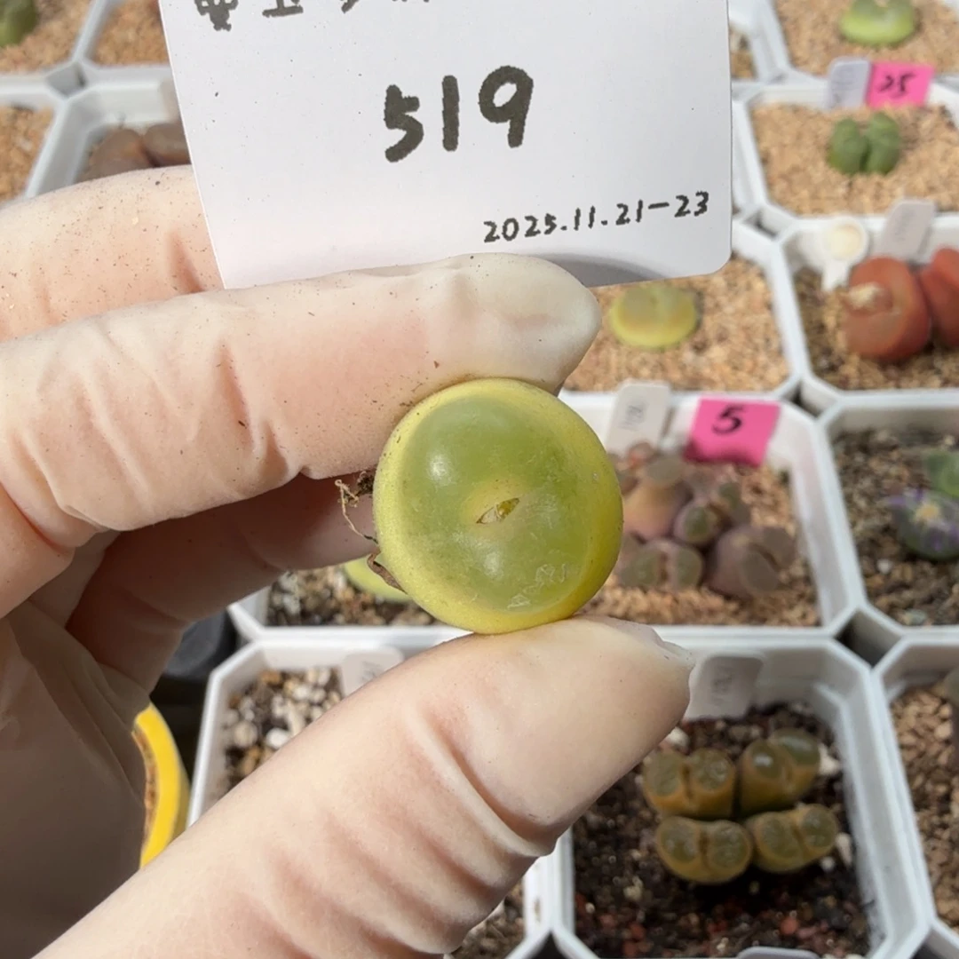 幸***子多肉多肉多肉11-519