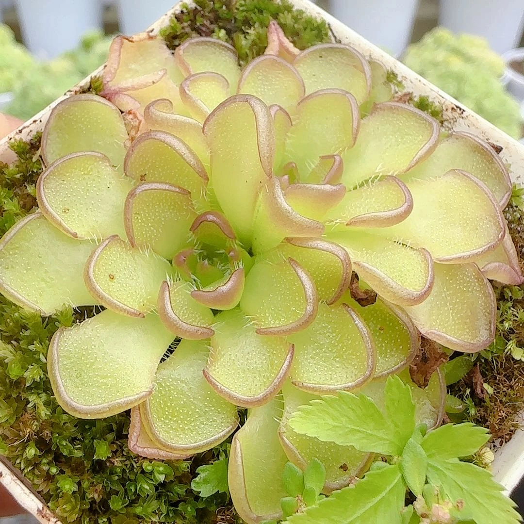 【闪购商品】1008-7近藤