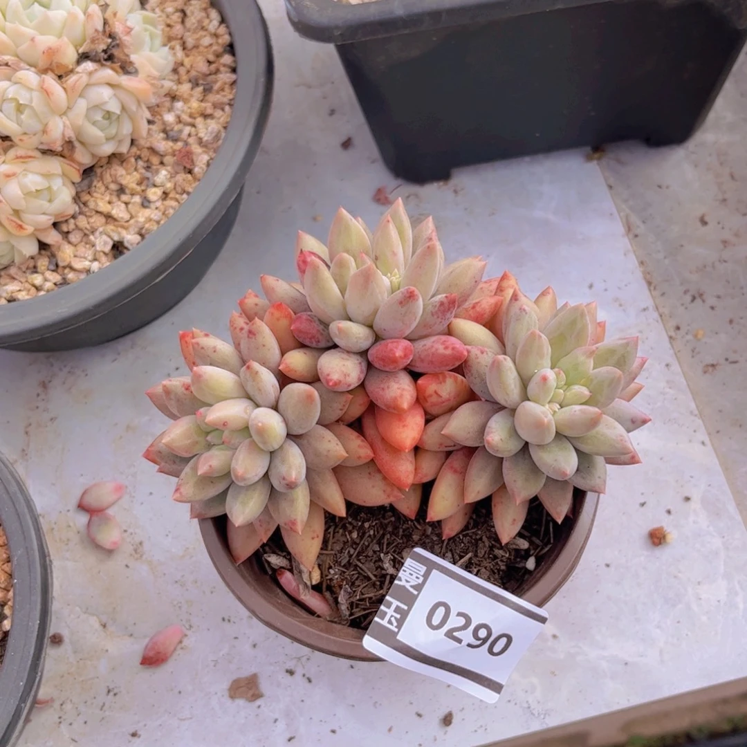 水晶球多肉植物0290