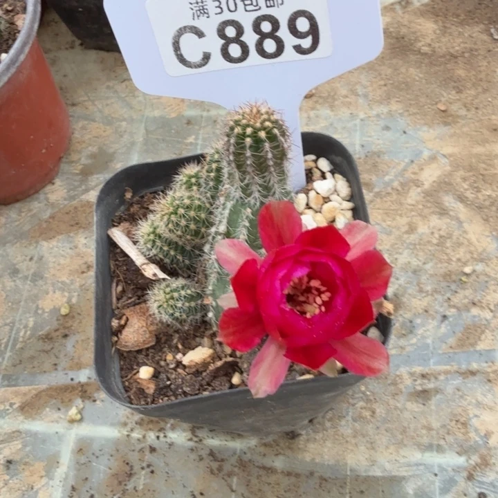 害羞福利特价C889