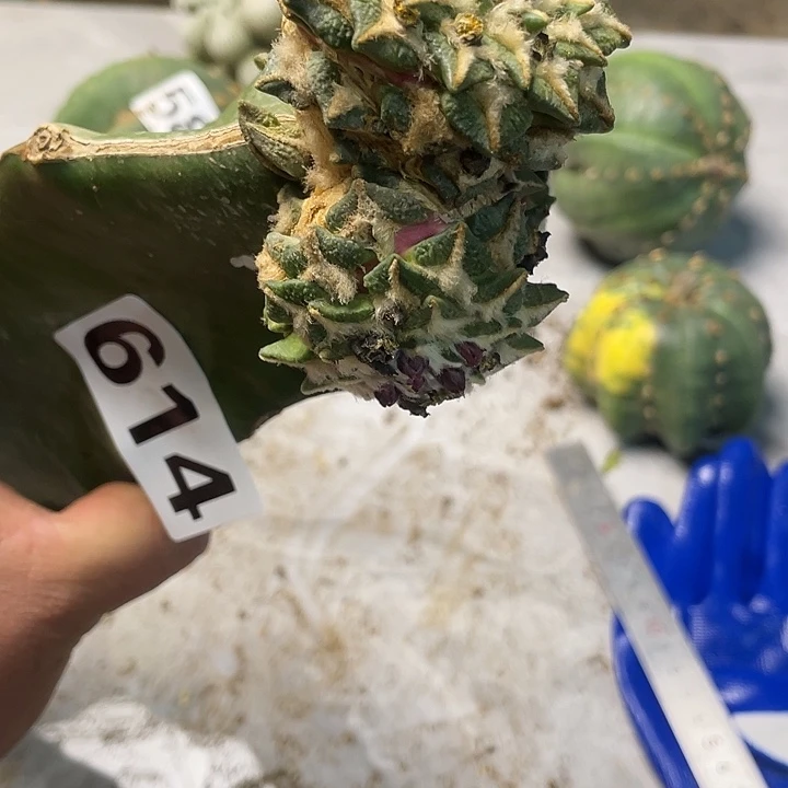 完全开放614黑牡丹