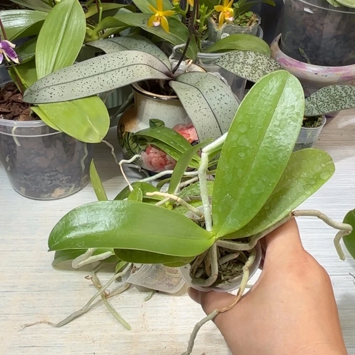 都***洋当前无花栽培后可以开花红鹿角