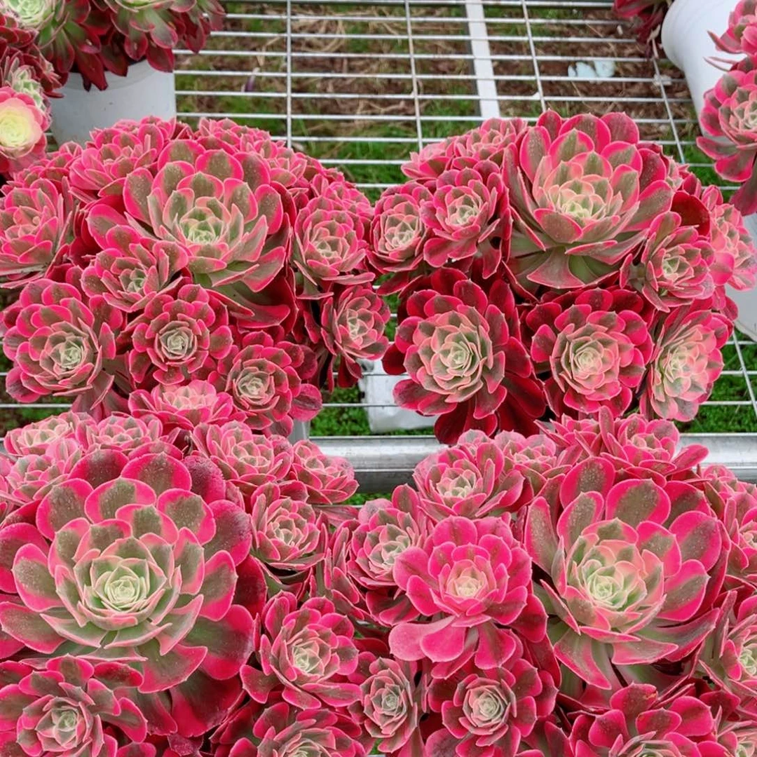 模特二代园叶女郎量拍多肉法师一个