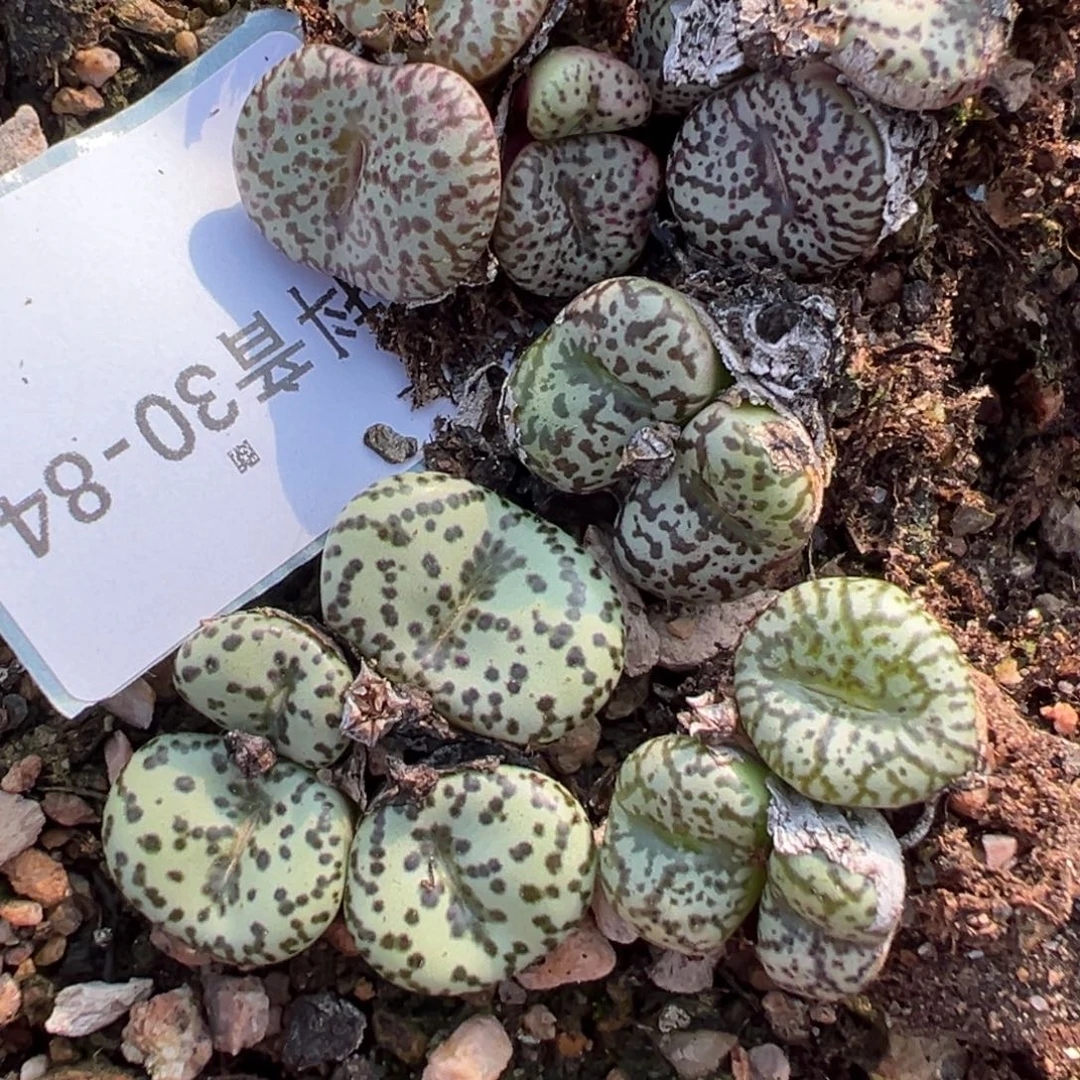 30-84肉锥多肉植物