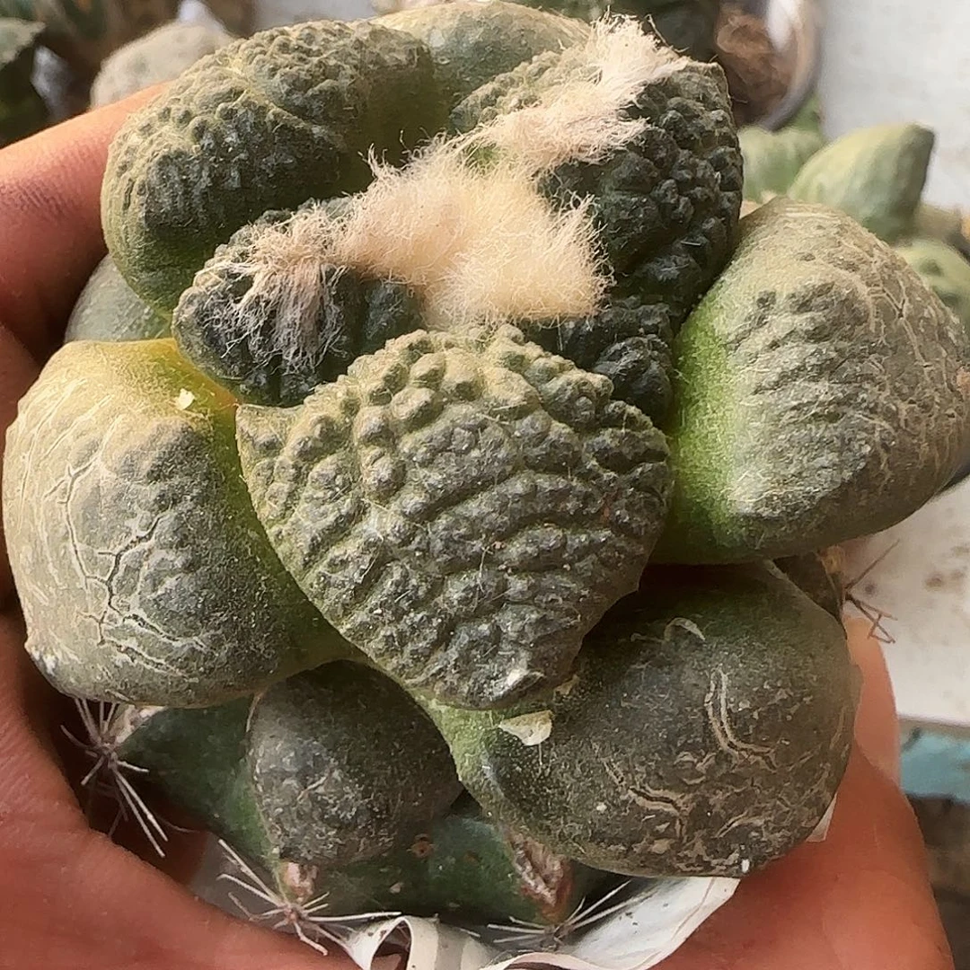 大尤连山814仙人球开花