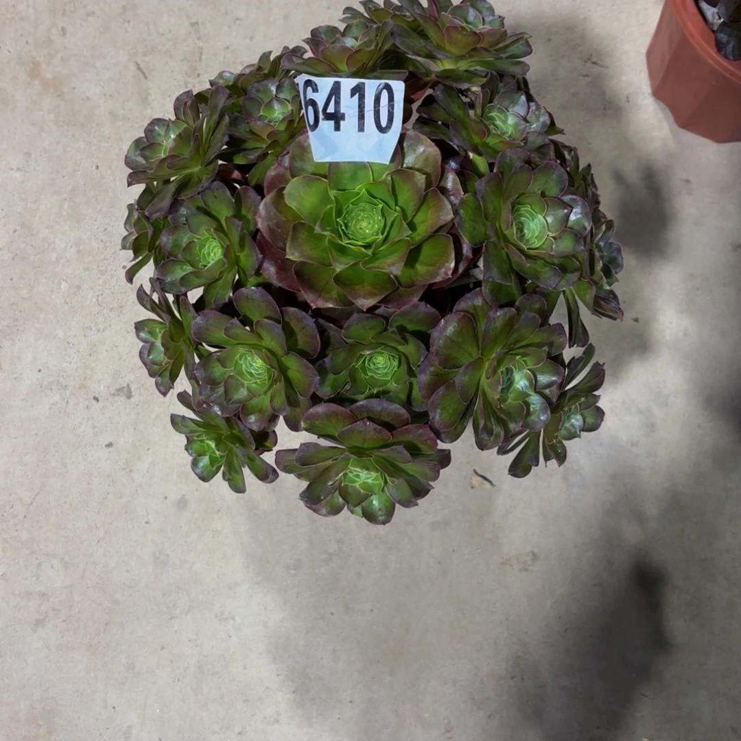 无花朵6410美金玫瑰1111111