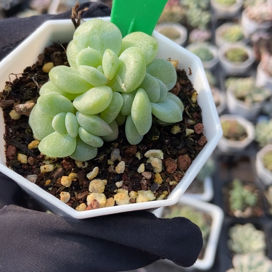6701冰玉石化多肉植物