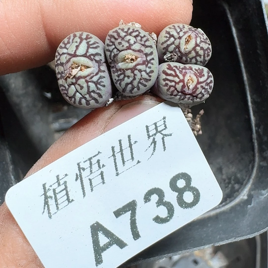 米**?738盒多肉植物哇d f g