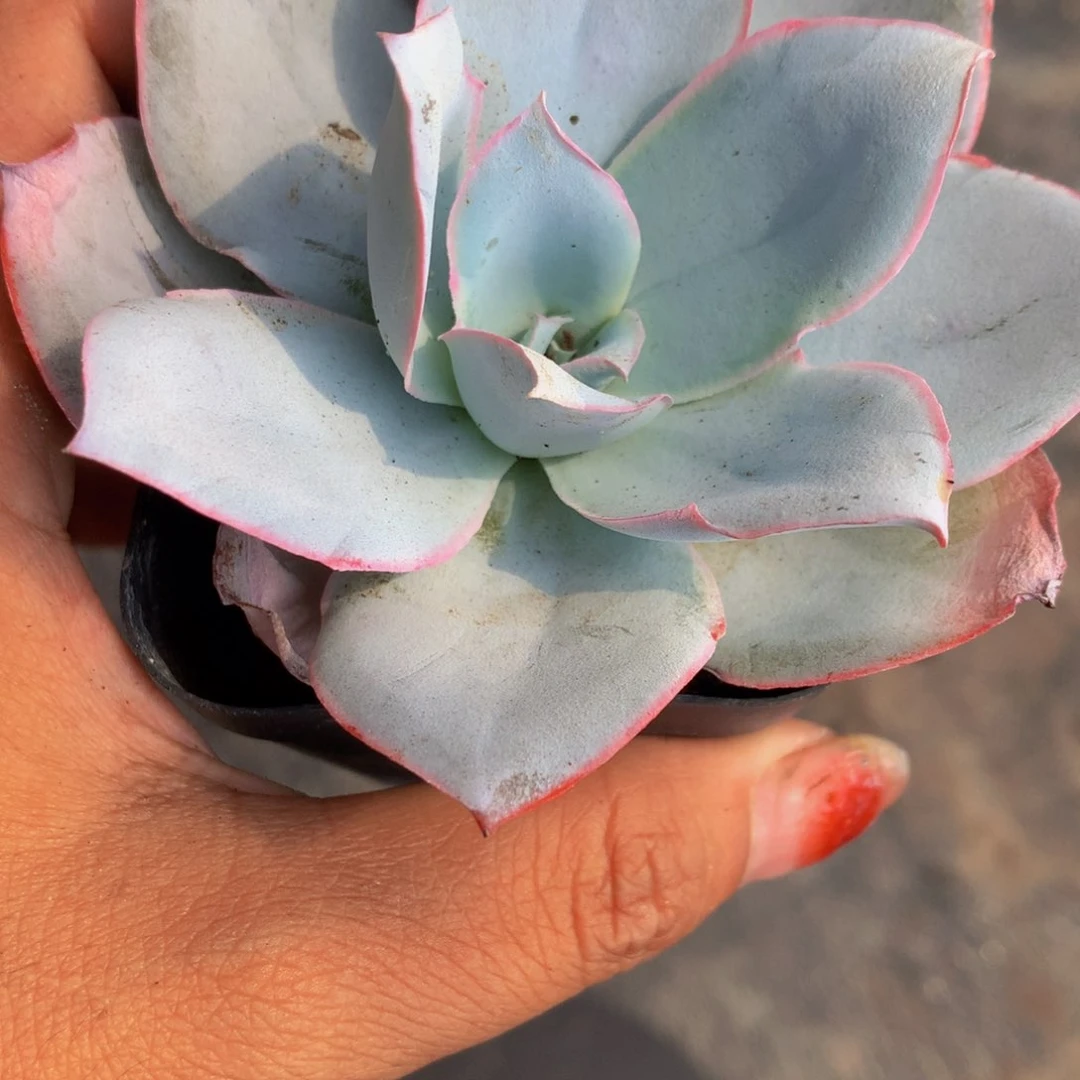 广寒宫。（满9.99包邮不满9.99发叶子）