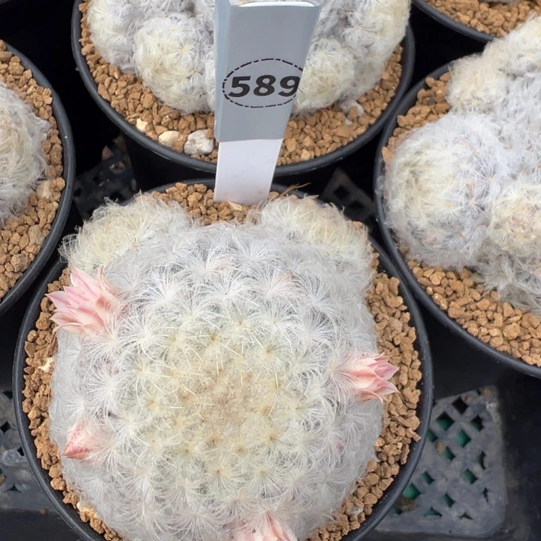 维***贝白星多肉植物带盆土实生根589