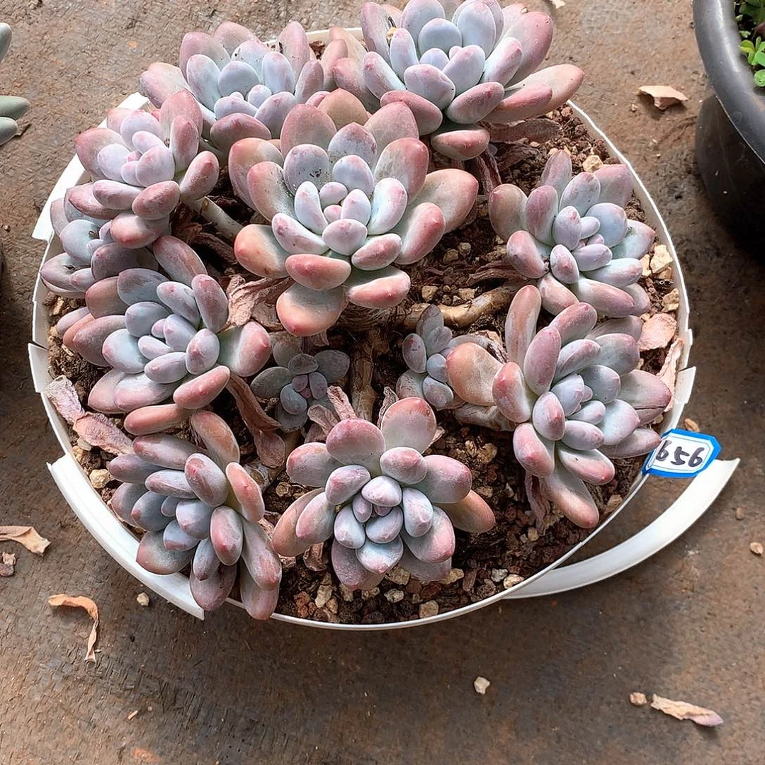 656香水 一物一拍多肉