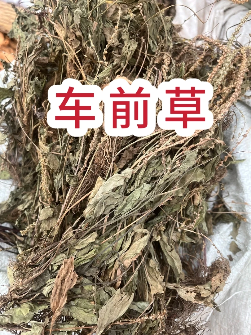 【车前草】贵州野外采挖整根车前草新货可搭配枸杞