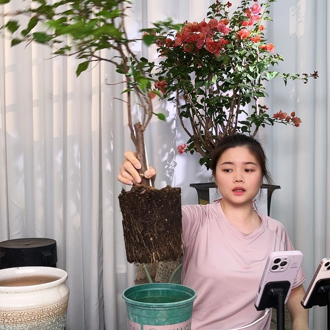 当前无花栽培后可以开花广红樱带竹一颗