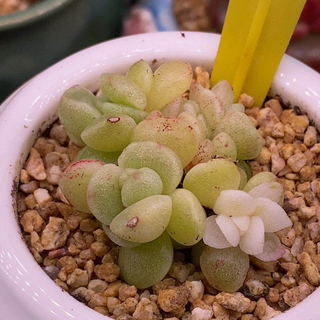 *****398冰玉石化白富轮锦，