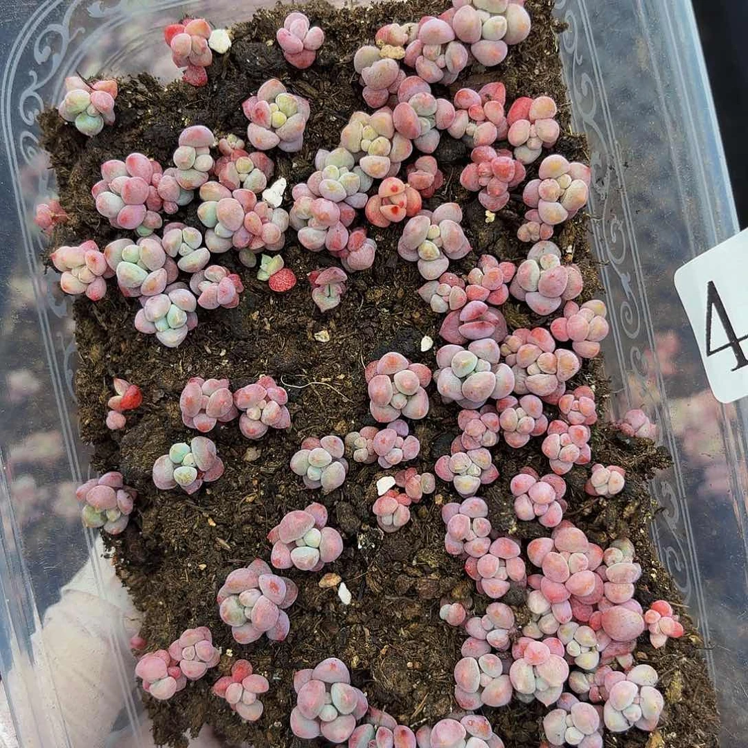 多肉植物多肉植物467