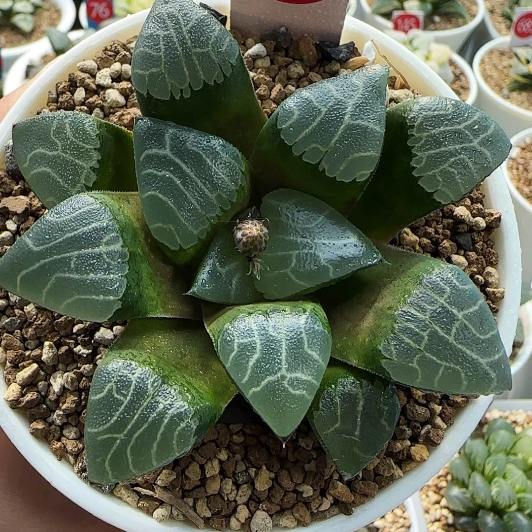 613号实生克一物一拍带盆土