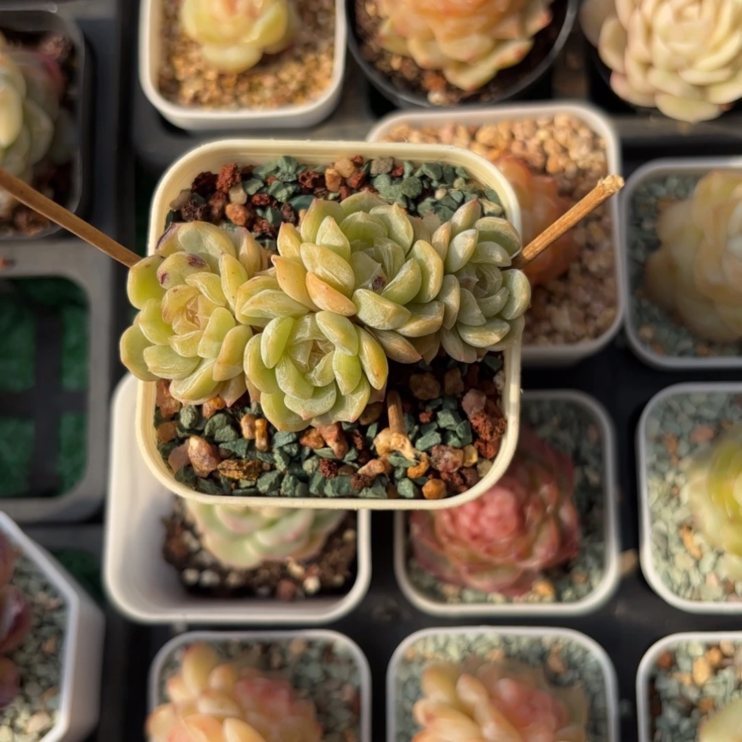 元旦福利白恋四头朵朵缀