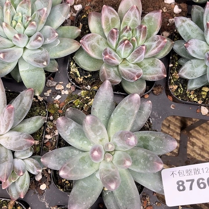 小***涵阿雅园艺。        8760