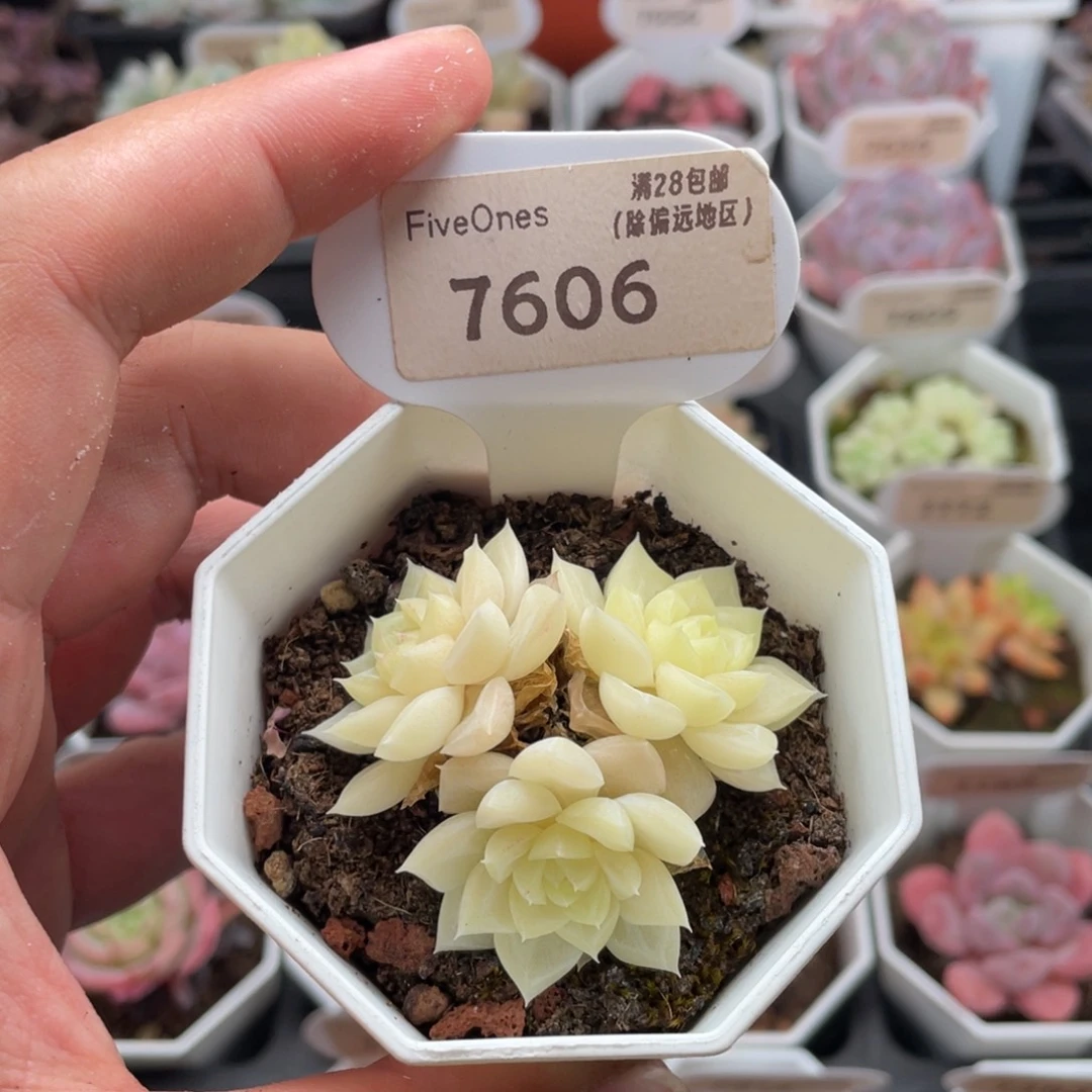 白天鹅7606-5.5厘米