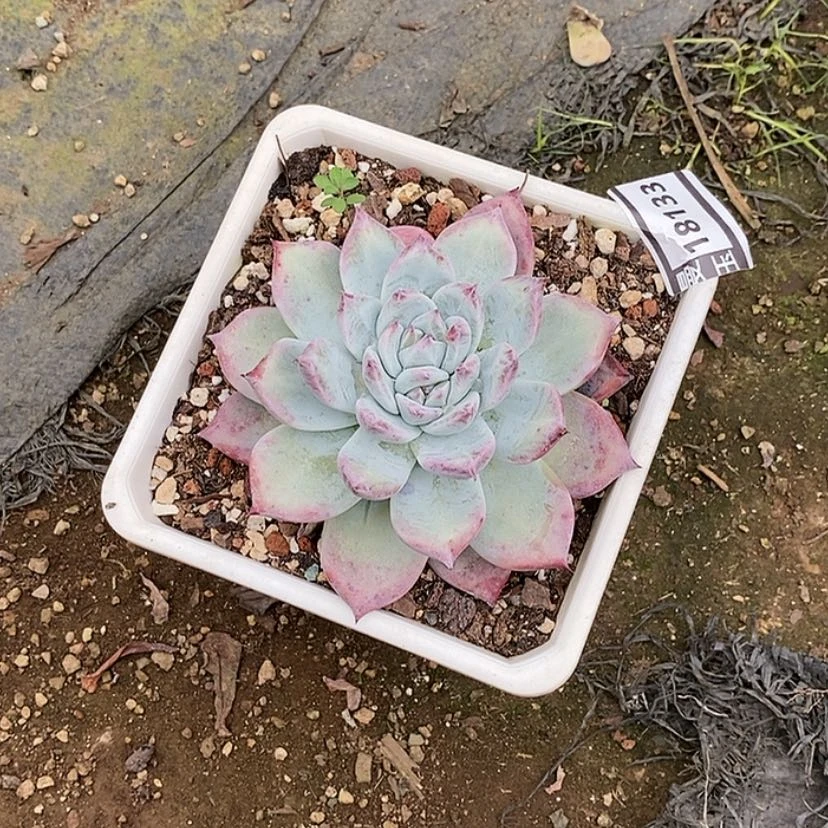 【闪购商品】?*逗祖母绿18133