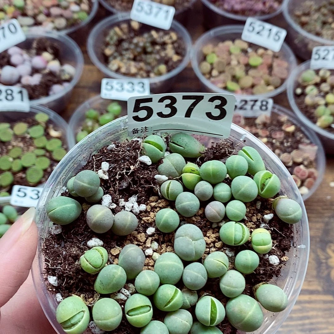 5373银光玉呃快乐啦咯
