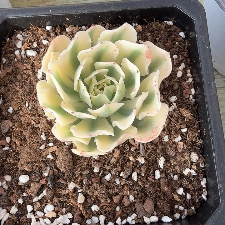 海啸锦多肉锦多肉