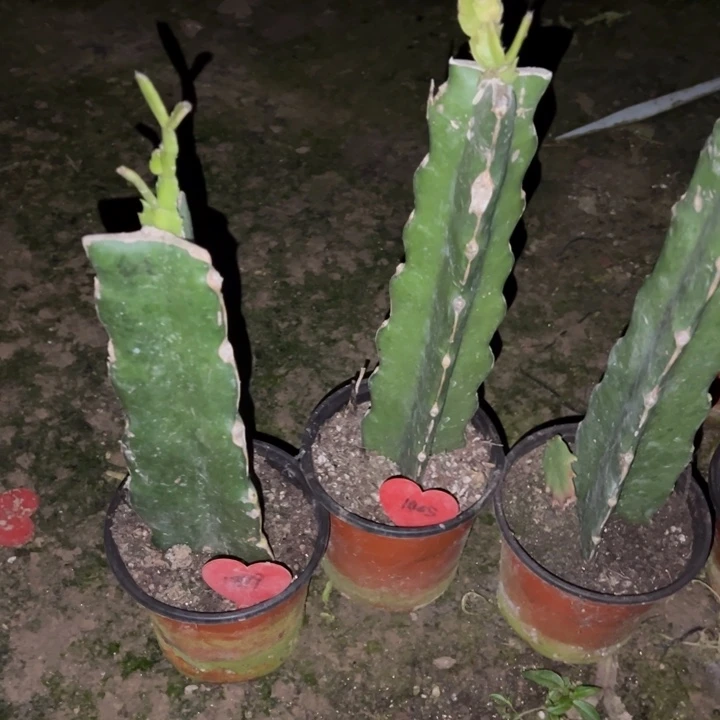 笑***生当前无花栽培后可以开花红羽毛1879  白羽毛1405