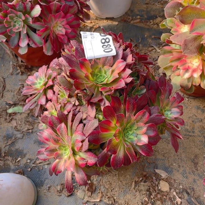 多肉安纳法师880