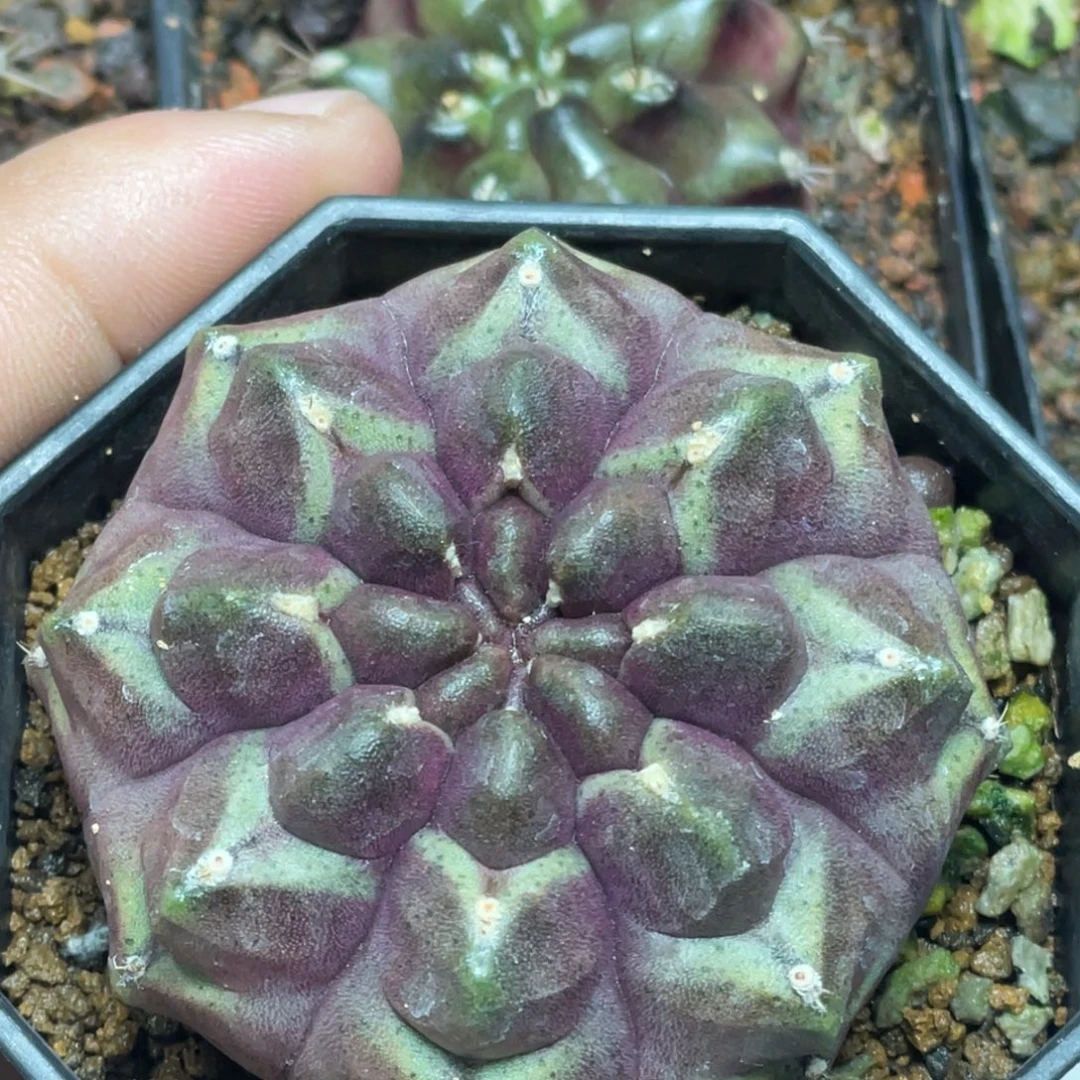 当前无花朵，栽培后可花朵梦想