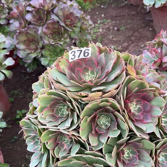 换***考多肉植物一个粉花妖376