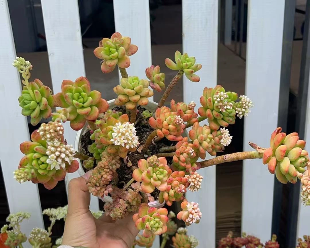 【香格里拉】云南精品多肉210盆基地直发满两单包邮