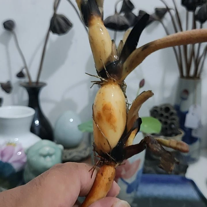 当前无花栽培后可以开花 开播福利，蝶衣轻舞 种藕1支